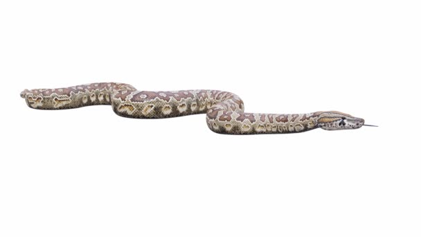 Animation Southern African Rock Python Boucle Inactive Transparente Luma Matte — Video