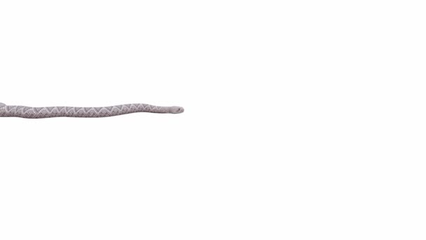 Animation Western Diamondback Rattlesnake Crawling Seamless Loop Luma Matte Included — Stock Video