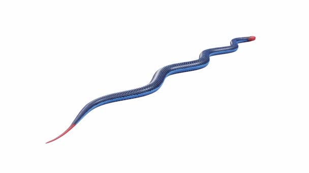 Animation Blue Coral Snake Crawling Seamless Loop Luma Matte Included — Stock Video