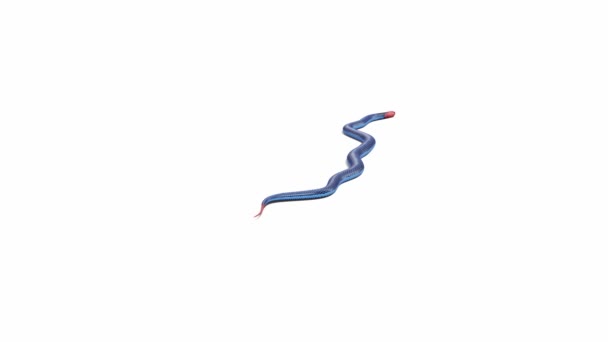Animation Blue Coral Snake Crawling Ground Shadow Luma Matte Included — Stock Video