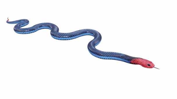 Animasi Dari Blue Coral Snake Crawling Seamless Loop Luma Matte — Stok Video