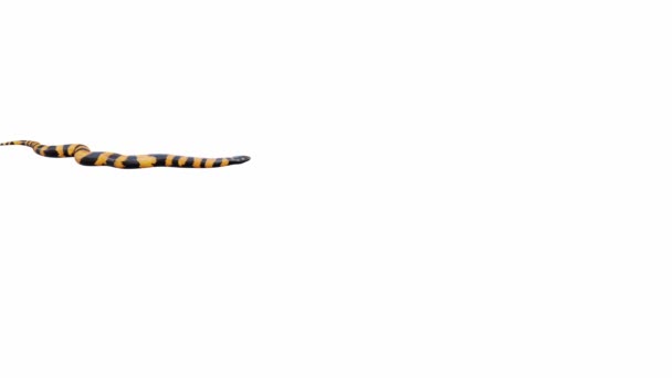 Animação Bismarck Ringed Python Rastejando Loop Sem Costura Luma Matte — Vídeo de Stock