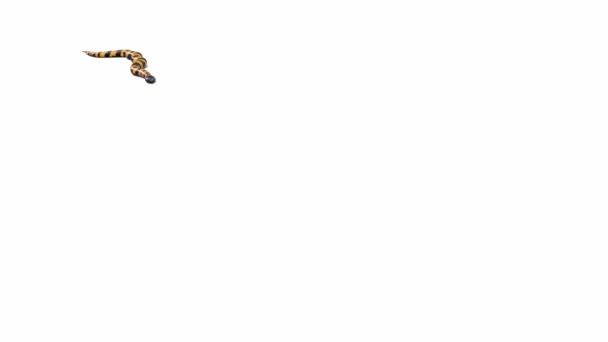 3D动画的俾斯麦环蟒蛇 地面阴影 Luma Matte包括 有一个版本的动画视频没有地面阴影 — 图库视频影像