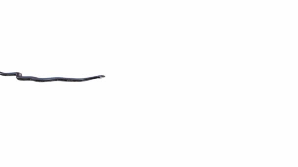 Animace Black Rat Snake Plazení Bezešvé Smyčky Luma Matte Včetně — Stock video
