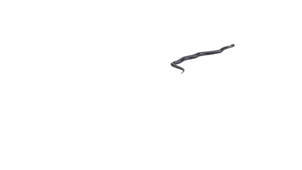 Animation Black Rat Snake Crawling Luma Matte Included Version Animated — Stock Video