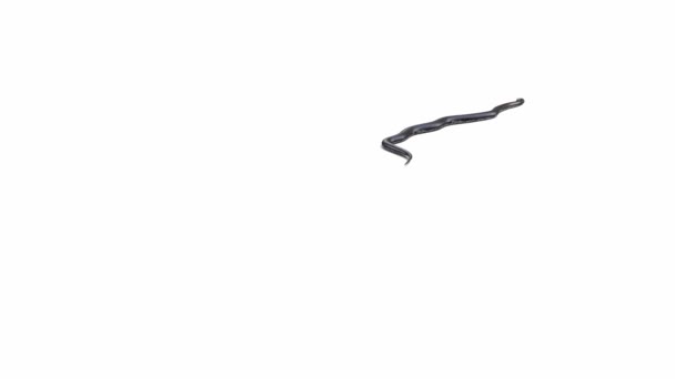 Animation Του Black Rat Snake Σέρνεται Σκιά Εδάφους Luma Matte — Αρχείο Βίντεο