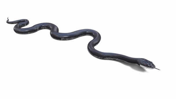 Animation Black Rat Snake Idle Seamless Loop Ground Shadow Luma — Stock Video