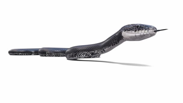 Animazione Black Rat Snake Inattivo Loop Senza Soluzione Continuità Ombra — Video Stock
