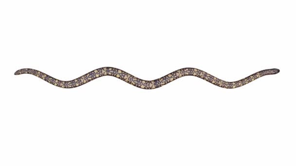 Animação Calabar Python Rastejando Loop Sem Costura Luma Matte Incluído — Vídeo de Stock