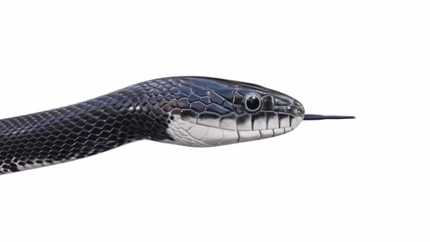 黑鼠蛇3D动画 无缝循环 Luma Matte包括 — 图库视频影像