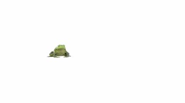 Amerikan Bullfrog 'ın 3D animasyonu, atlama, Luma Matte dahil