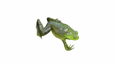 Amerikan Bullfrog 'ın 3D animasyonu, zıplama, kusursuz döngü, Luma Matte de dahil.