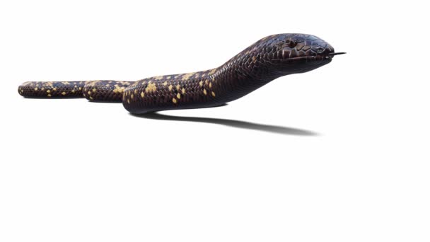 3D动画卡拉巴尔蟒蛇 无缝循环 地面阴影 Luma Matte包括 有一个版本的动画视频没有地面阴影 — 图库视频影像