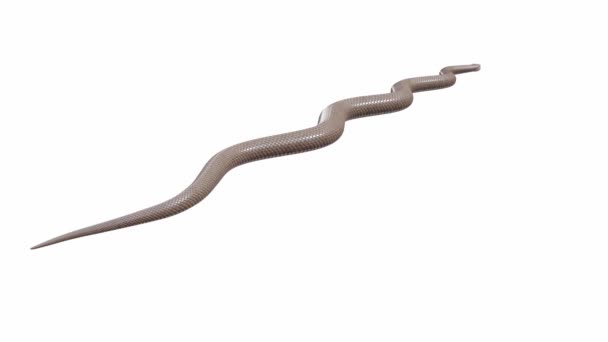 애니메이션 Eastern Brown Snake Crawling Seamless Loop Luma Matte — 비디오