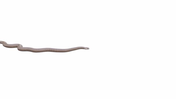 Animation Eastern Brown Snake Crawling Seamless Loop Luma Matte Included — Stock Video