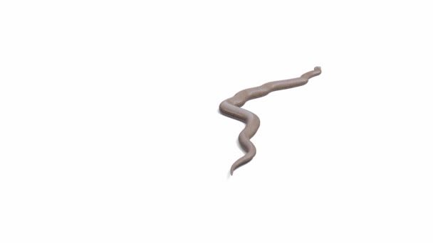 Animation Eastern Brown Snake Crawling Ground Shadow Luma Matte Included — Stock Video