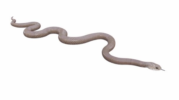 Animazione Eastern Brown Snake Inattivo Loop Senza Soluzione Continuità Luma — Video Stock