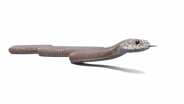 Animazione Eastern Brown Snake Inattivo Loop Senza Soluzione Continuità Ombra — Video Stock