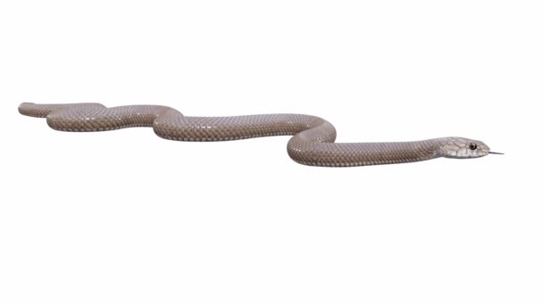 Animation Eastern Brown Snake Idle Seamless Loop Luma Matte Included — Stock Video