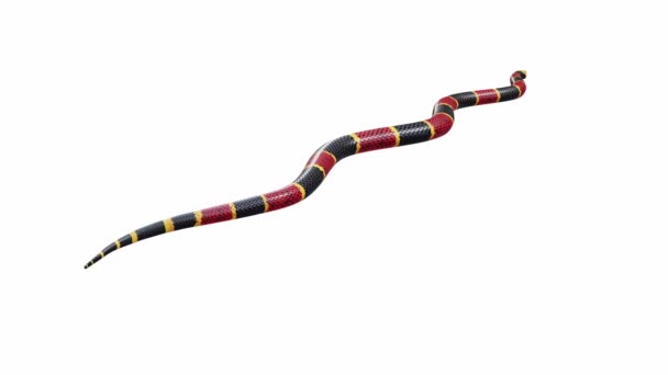 애니메이션 Eastern Coral Snake Crawling Seamless Loop Luma Matte — 비디오