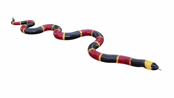 Animation Eastern Coral Snake Idle Seamless Loop Luma Matte Included — Stock Video