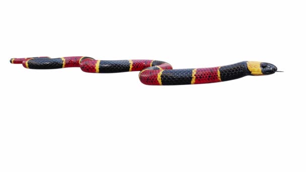 Animation Eastern Coral Snake Idle Seamless Loop Luma Matte Included — Stock Video