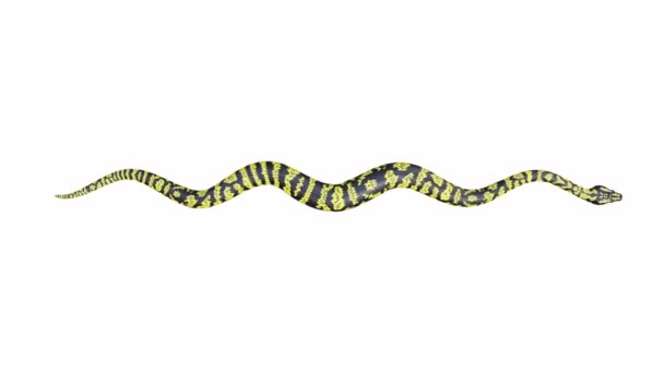 Animazione Zebra Giungla Tappeto Python Strisciando Loop Senza Soluzione Continuità — Video Stock