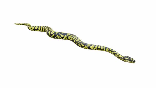 Animation Zebra Jungle Carpet Python Crawling Seamless Loop Luma Matte — Stock Video