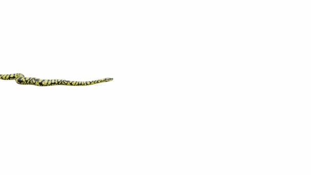 Animation Zebra Jungle Carpet Python Crawling Seamless Loop Luma Matte — Stock Video