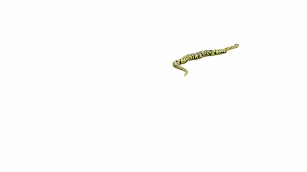 Animasi Dari Zebra Jungle Carpet Python Merangkak Termasuk Luma Matte — Stok Video