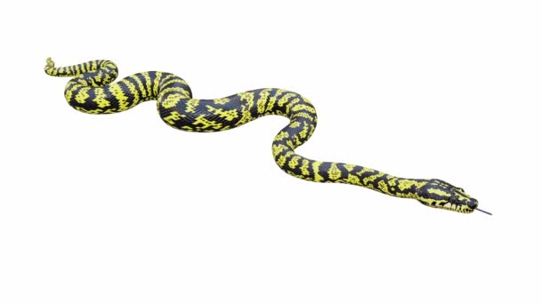 Zebra Jungle Carpet Python 3D动画 无缝循环 包括Luma Matte 有一个版本这个动画视频与地面阴影 — 图库视频影像