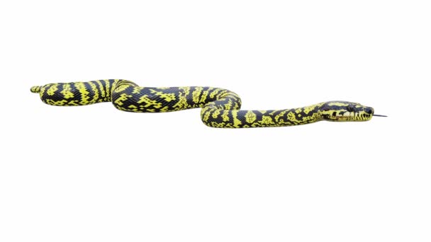 Zebra Jungle Carpet Python アイドル シームレスなループ Luma Matteの3Dアニメーションが含まれています 地上の影を持つこのアニメーションビデオのバージョンがあります — ストック動画