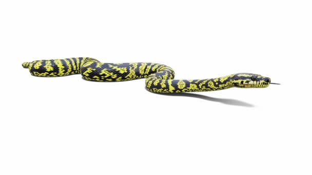 Zebra Jungle Carpet Python 3D动画 无缝循环 地面阴影 包括Luma Matte 有一个版本这个动画视频没有地面阴影 — 图库视频影像
