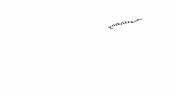Анимация Малайского Krait Snake Ползание Земля Тени Luma Matte Числе — стоковое видео