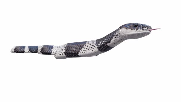 3D动画的马来亚Krait Snake 无缝循环 Luma Matte包括 有一个版本这个动画视频与地面阴影 — 图库视频影像
