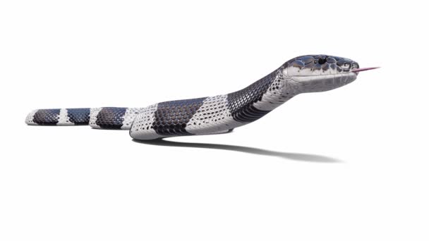 Animação Malaio Krait Snake Ocioso Loop Sem Costura Sombra Chão — Vídeo de Stock
