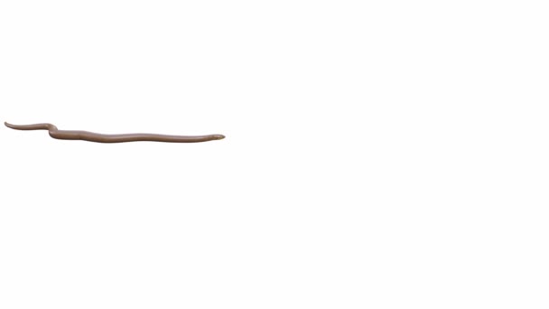 Анімація Rubber Boa Повзання Безшовна Петля Лума Матте Включено — стокове відео