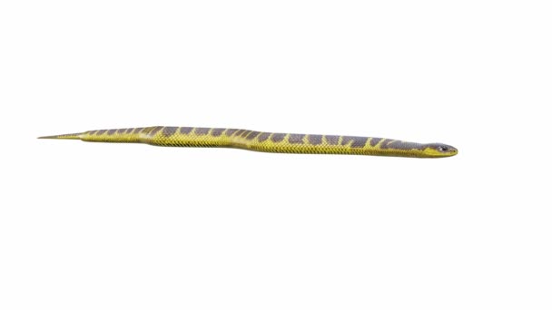 Animacja Tiger Snake Indeksowanie Pętla Bez Szwu Luma Matte Zawarte — Wideo stockowe