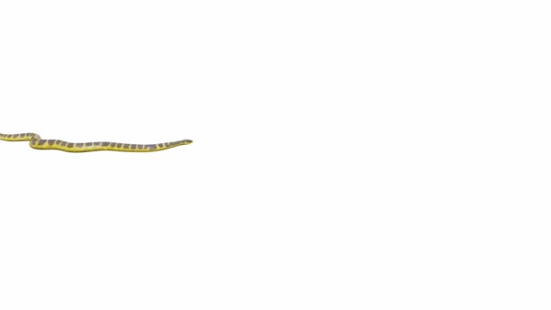 Animatie Van Tiger Snake Kruipen Naadloze Lus Luma Matte Inbegrepen — Stockvideo