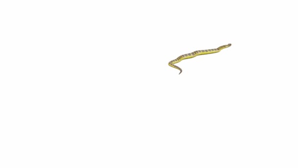 Animation Tiger Snake Crawling Luma Matte Included Version Animated Video — Stock Video