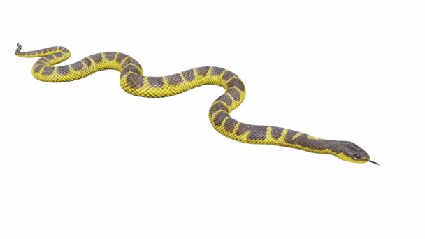 Animace Tygřího Hada Nečinná Hladká Smyčka Včetně Luma Matte Existuje — Stock video
