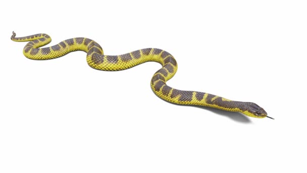Animation Tiger Snake Crawling Seamless Loop Ground Shadow Luma Matte — Stock Video