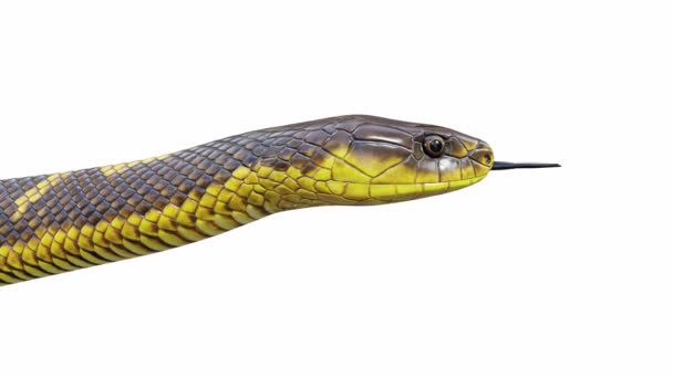 Animation Tiger Snake Idle Seamless Loop Luma Matte Included — Stock Video