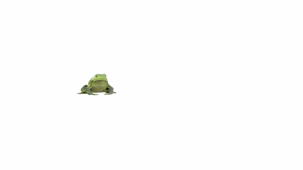 Animace American Bullfrog Skákání Luma Matte Včetně — Stock video