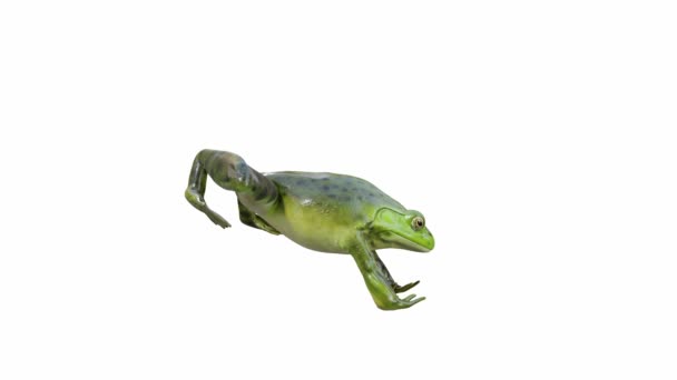 Animação Bullfrog Americano Salto Loop Sem Costura Luma Matte Incluído — Vídeo de Stock