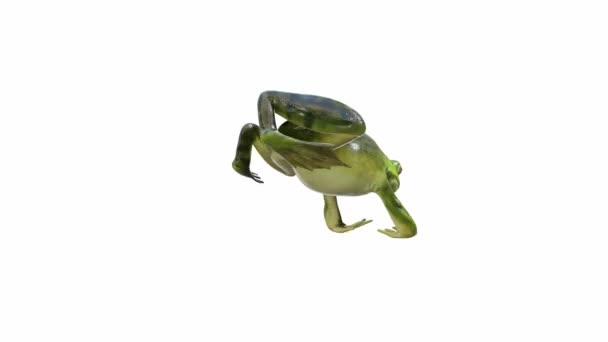 Animação Bullfrog Americano Salto Loop Sem Costura Luma Matte Incluído — Vídeo de Stock