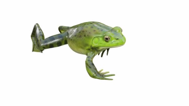 Animation American Bullfrog Walking Seamless Loop Luma Matte Included — Stock Video