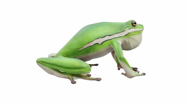 Animazione American Green Tree Frog Chiamata Loop Senza Soluzione Continuità — Video Stock