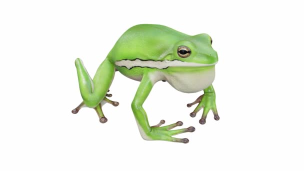 Анимация American Green Tree Frog Вызов Бесшовный Цикл Luma Matte — стоковое видео
