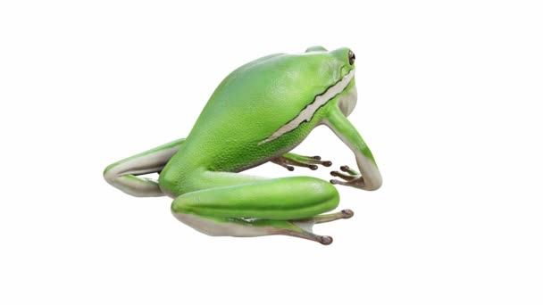 Animace American Green Tree Frog Volání Bezešvé Smyčky Luma Matte — Stock video